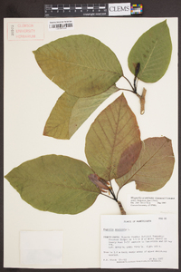 Magnolia acuminata image