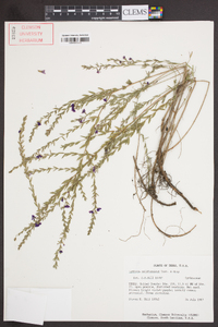 Lythrum californicum image