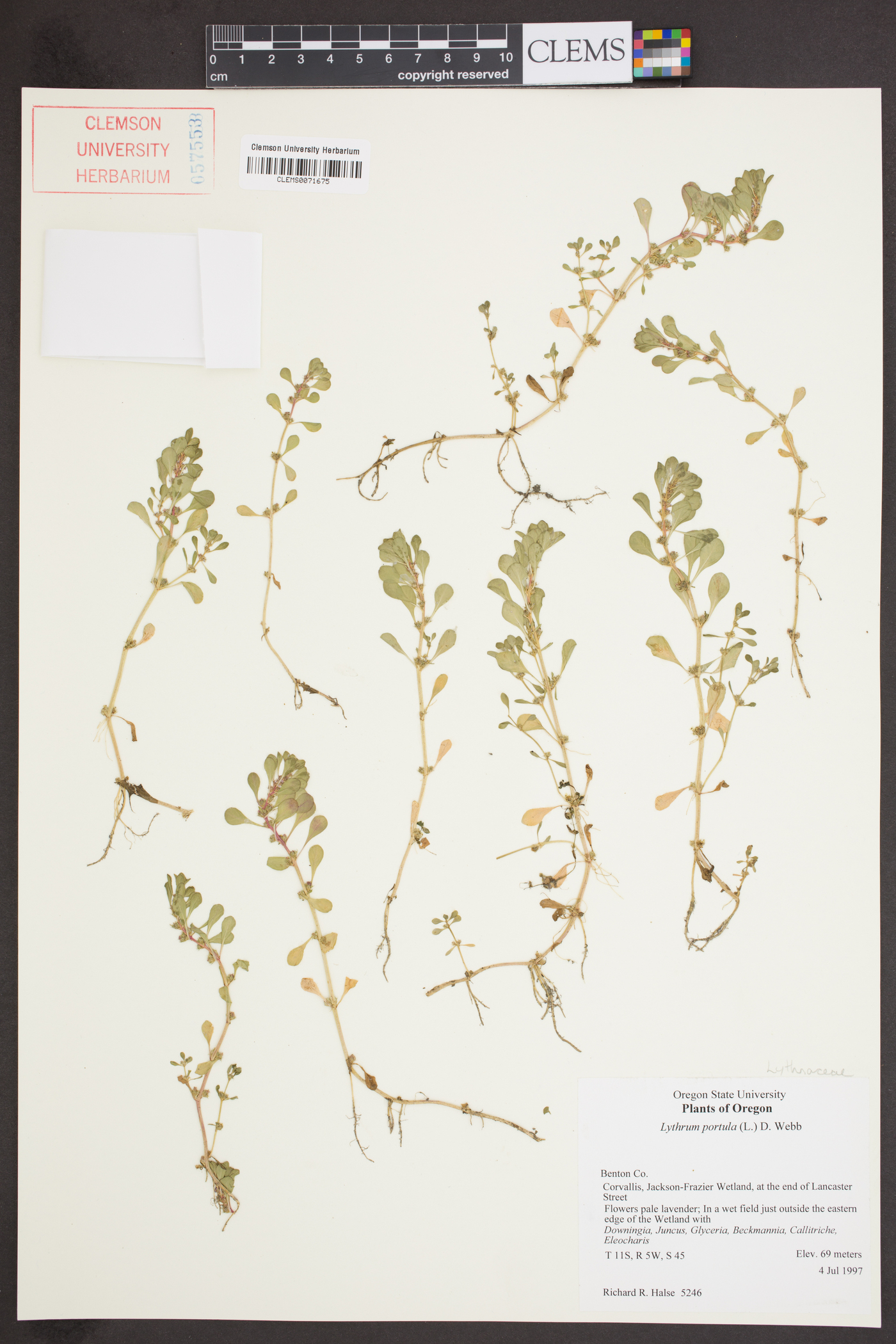 Lythrum portula image