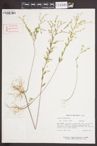 Linum striatum image