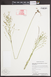 Linum medium var. texanum image