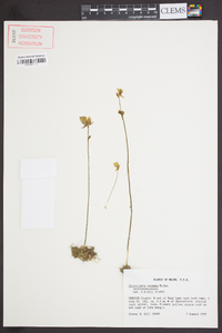 Utricularia cornuta image