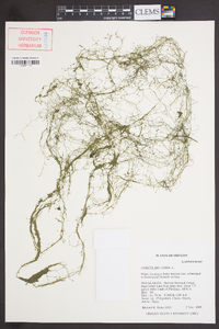 Utricularia gibba image