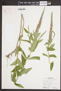 Teucrium canadense var. occidentale image