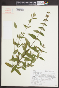 Stachys rigida image