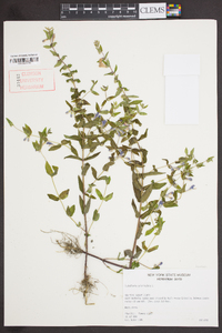 Scutellaria galericulata image