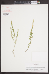 Scutellaria drummondii image