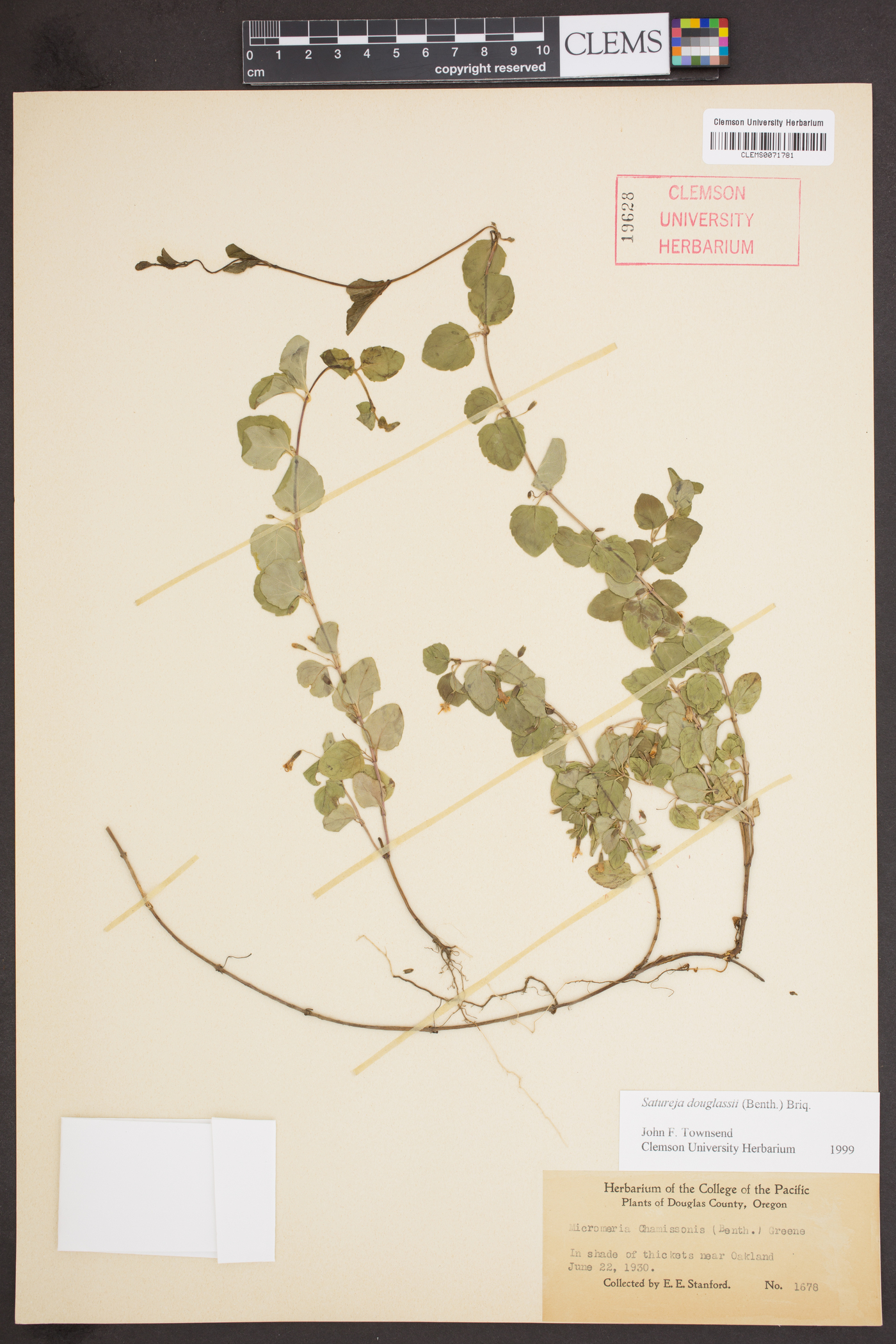 Satureja douglasii image
