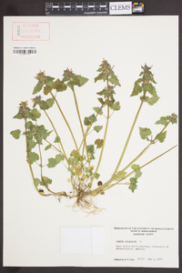 Lamium purpureum image