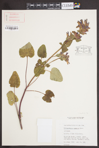 Dracocephalum rupestre image
