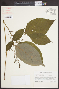 Collinsonia canadensis image