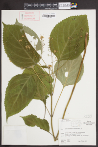 Collinsonia canadensis image