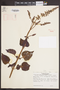 Solenostemon scutellarioides image