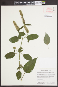 Agastache scrophulariifolia image