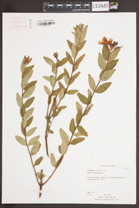 Hypericum prolificum image