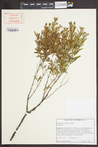 Hypericum densiflorum image