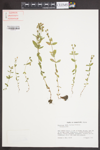 Hypericum majus image