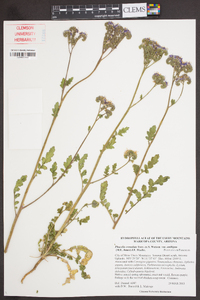 Phacelia crenulata var. ambigua image