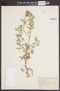 Phacelia hispida image