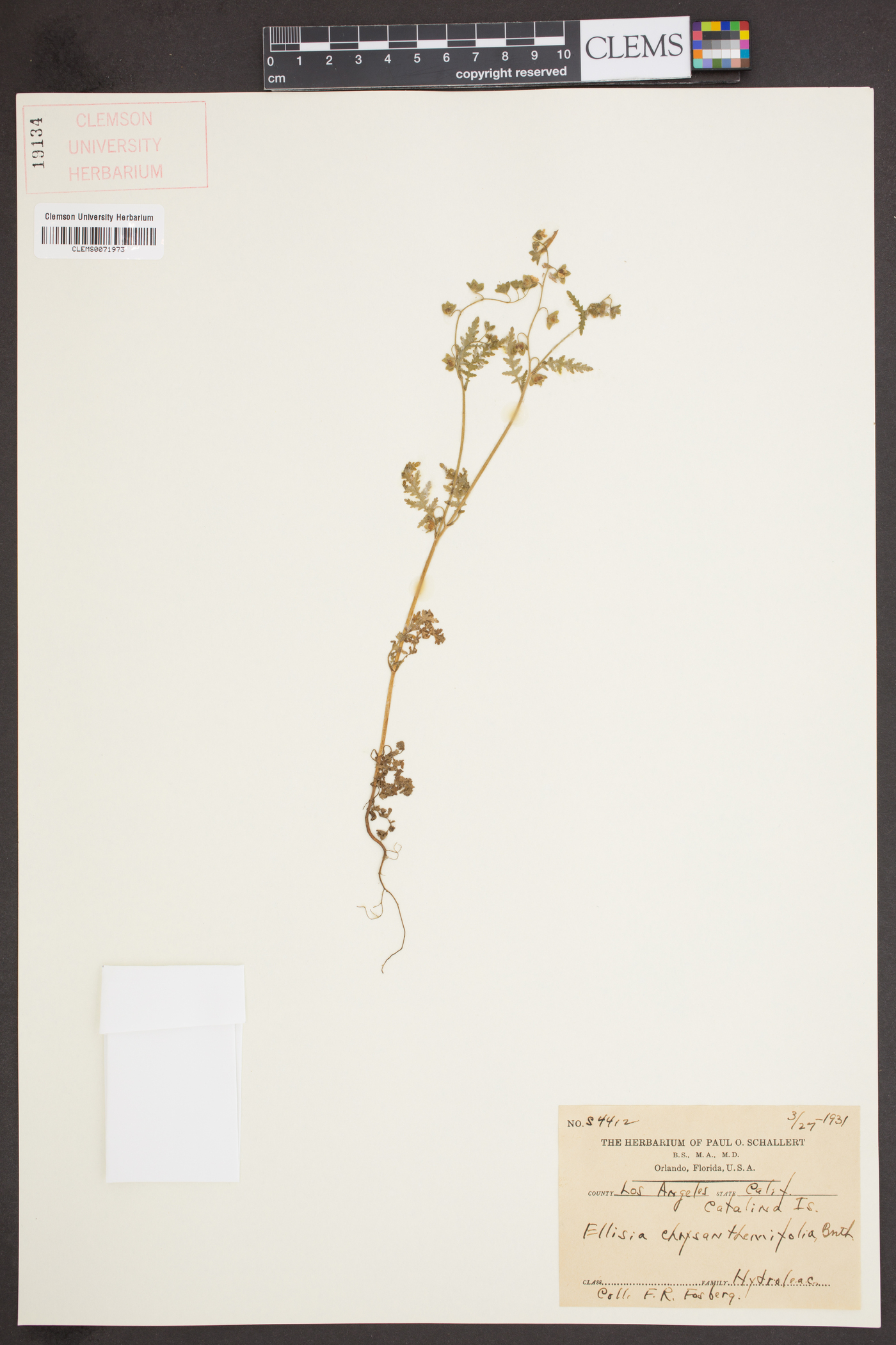 Ellisia chrysanthemifolia image