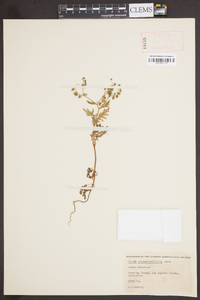 Ellisia chrysanthemifolia image