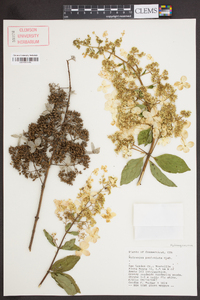 Hydrangea paniculata image