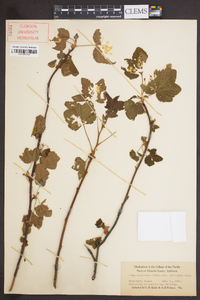 Ribes sanguineum var. glutinosum image