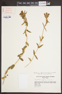 Gentiana affinis image