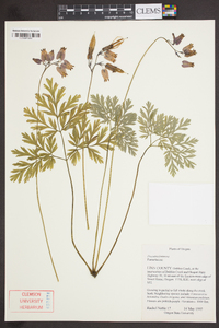 Dicentra formosa image