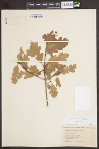 Quercus macdonaldii image