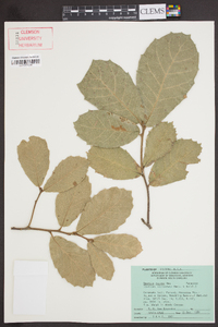 Quercus rugosa image