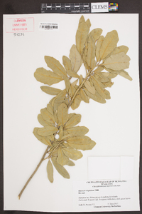 Quercus virginiana image