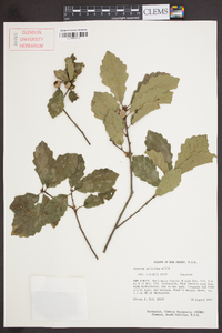 Quercus prinoides image