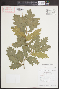 Quercus gambelii image