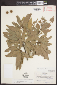 Quercus imbricaria image