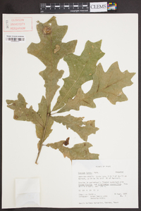 Quercus lyrata image