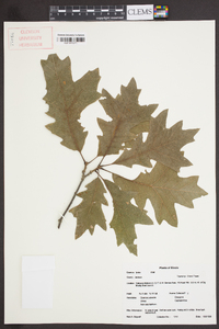 Quercus lyrata image