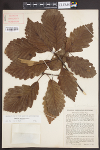 Quercus montana image