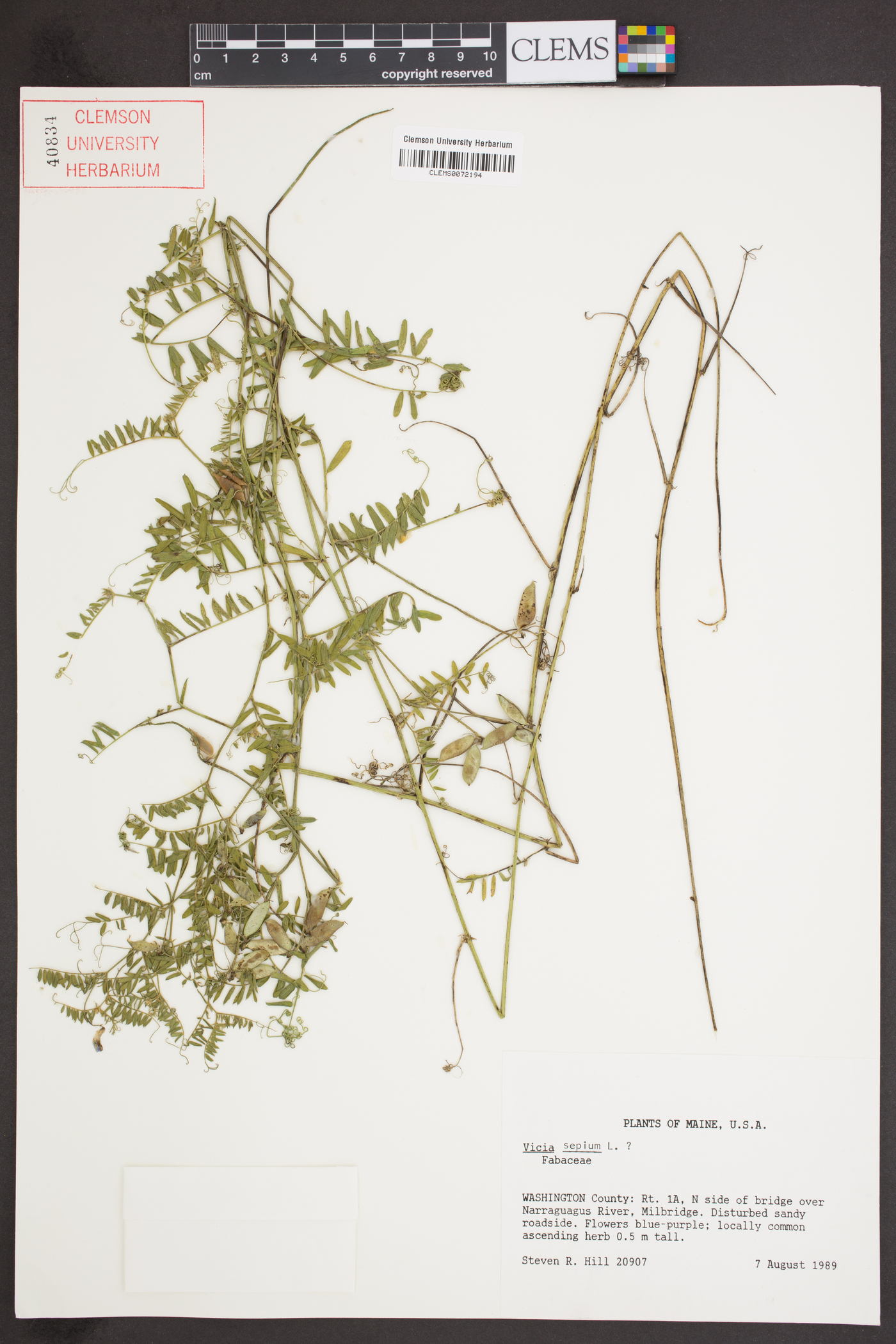 Vicia sepium image