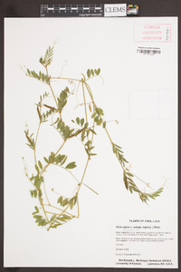 Vicia sativa subsp. nigra image