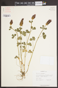 Trifolium incarnatum image