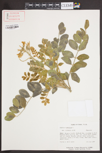 Sophora tomentosa image