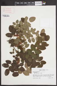 Robinia hispida image