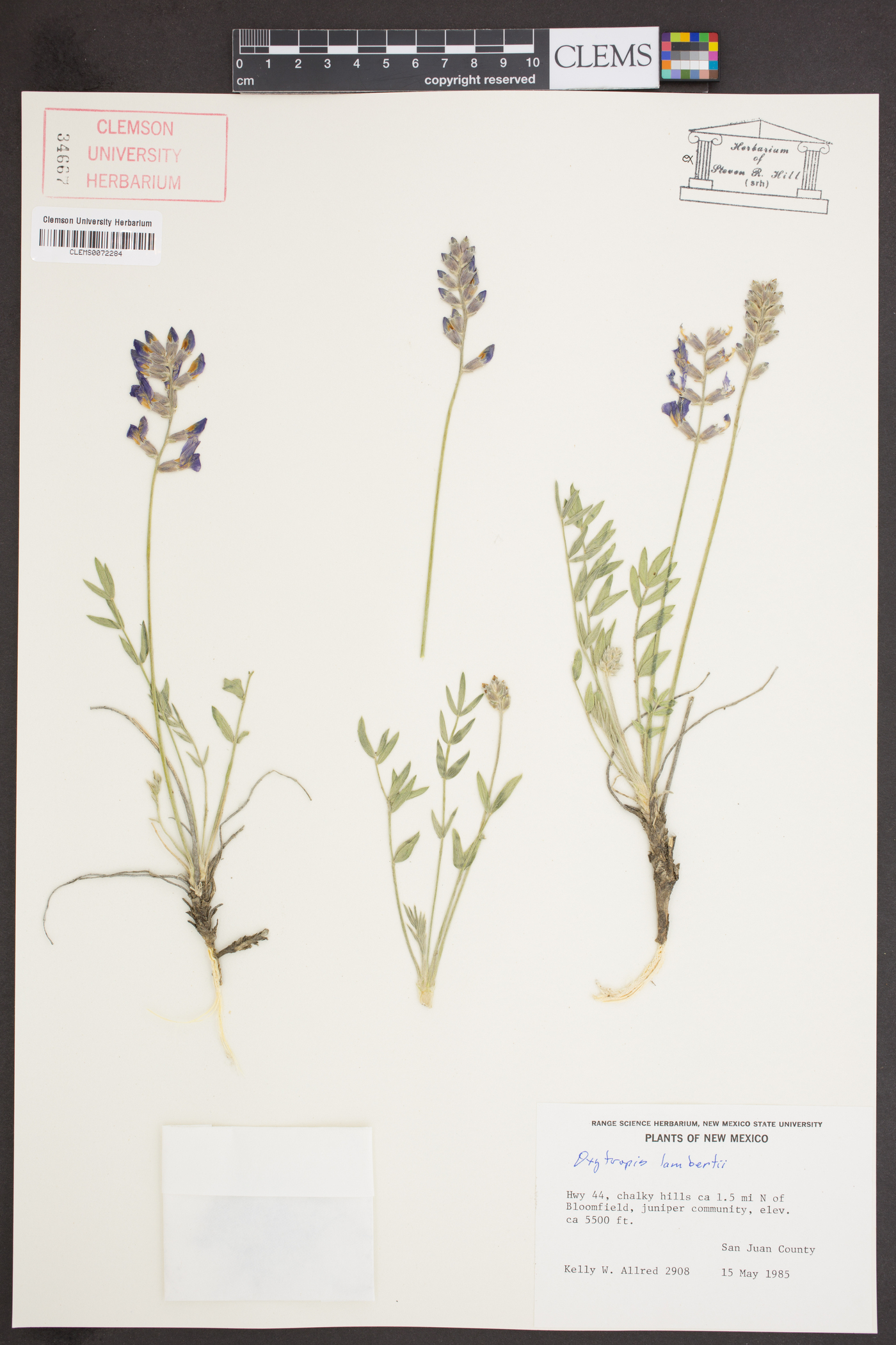 Oxytropis lamberti image