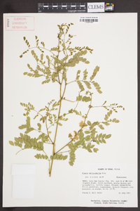 Mimosa malacophylla image