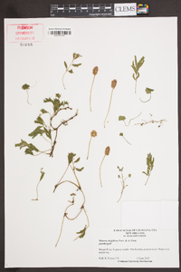 Mimosa strigillosa image