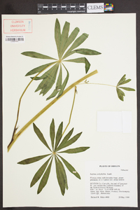 Lupinus polyphyllus image