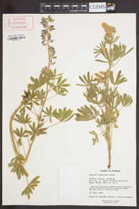 Lupinus sericeus image