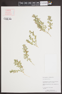 Acmispon brachycarpus image