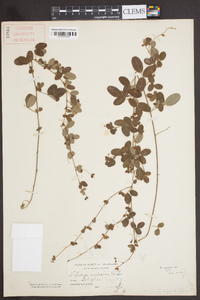 Lespedeza repens image